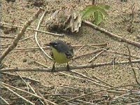 Kirtland's Warbler - Dendroica kirtlandii