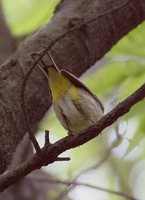 Palm Warbler - Dendroica palmarum