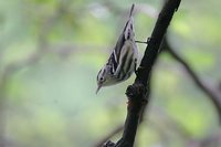 Black-and-white Warbler - Mniotilta varia