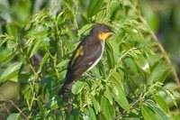 Yellow-backed Tanager - Hemithraupis flavicollis