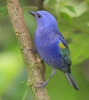 Golden-chevroned Tanager - Thraupis ornata