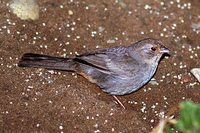 California Towhee - Pipilo crissalis