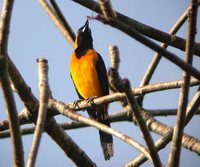 Yellow-backed Oriole - Icterus chrysater