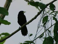 Yellow-billed Cacique - Amblycercus holosericeus