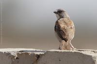 Grey-headed Sparrow, Passer griseus