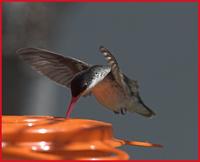 Violet-crowned Hummingbird at Pattons in Patagonia