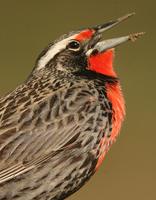 Long-tailed Meadowlark: male