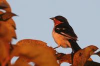 White-rumped  tanager   -   Cypsnagra  hirundinacea   -