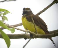 Great Kiskadee