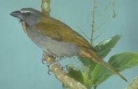 Buff-throated saltator