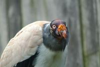 King Vulture (male)