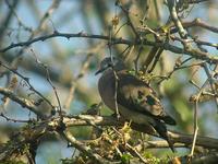 Emerald-spotted Wood Dove (Smaragdfläckduva) - Turtur chalcospilos