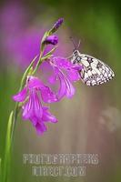 Marbled White ( Melanargia galathea ) on Marsh Gladiolus ( Gladiolus palustris ) stock photo