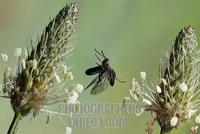Cereal leaf beetle ( Oulema melanopus ) stock photo