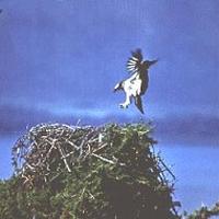 Osprey, Pandion haliaeetus
