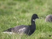 Brent Goose