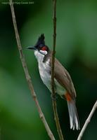 Red-whiskered-Bulbul