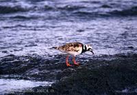 꼬까도요 Ruddy turnstone Arenaria interpres