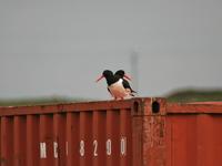 Haematopus ostralegus