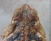 : Bufo schneideri