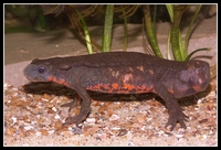 : Cynops pyrrhogaster