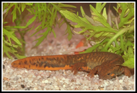 : Cynops cyanurus; Blue-tailed Fire-bellied Newt