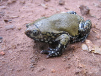 : Dermatonotus muelleri; Muller's Termite Frog