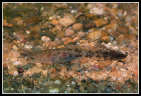 : Hynobius lichenatus