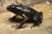 : Leptolalax maurus