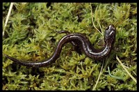 : Plethodon vehiculum; Western Red-backed Salamander