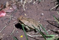 : Schismaderma carens; Red Toad