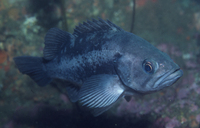 : Sebastes melanops; Black Rockfish