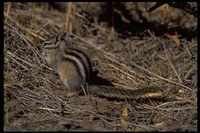 : Eutamias minimus; Least Chipmunk