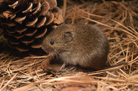 : Microtus pennsylvanicus pennsylvanicus; Meadow Vole