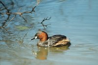 : Tachybaptus ruficollis; Little Grebe