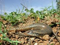 : Chalcides ocellatus