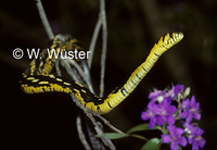 : Spilotes pullatus; Tiger Rat Snake