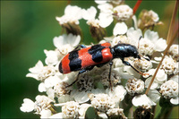 : Trichodes apiarius; Bee Beetle