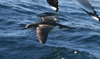 Fluttering shearwater