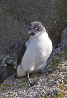 Least Auklet. Photo by Dave Kutilek. All rights reserved.