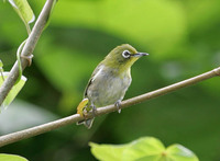 Japanese White-eye