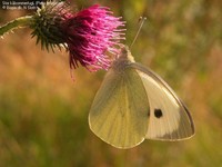 Stor kålsommerfugL (Pieris brassicae)
