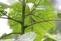 ズアカサイホウチョウ Rufous-tailed Tailorbird Orthotomus sericeus