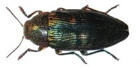 Buprestis rustica