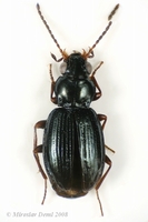 Trepanes schueppelii