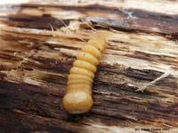 Plagionotus arcuatus