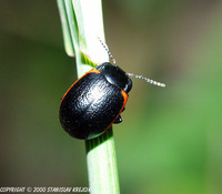 Chrysolina sanguinolenta