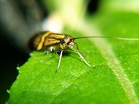 Nemophora degeerella