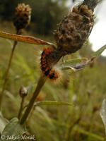 Acronicta auricoma - Scarce Dagger