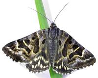 Callistege mi - Mother Shipton